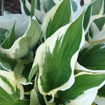 Hosta 'Patriot'