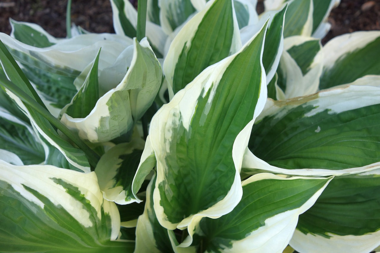 Hosta 'Patriot'
