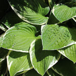 Hosta Sunshine Glory