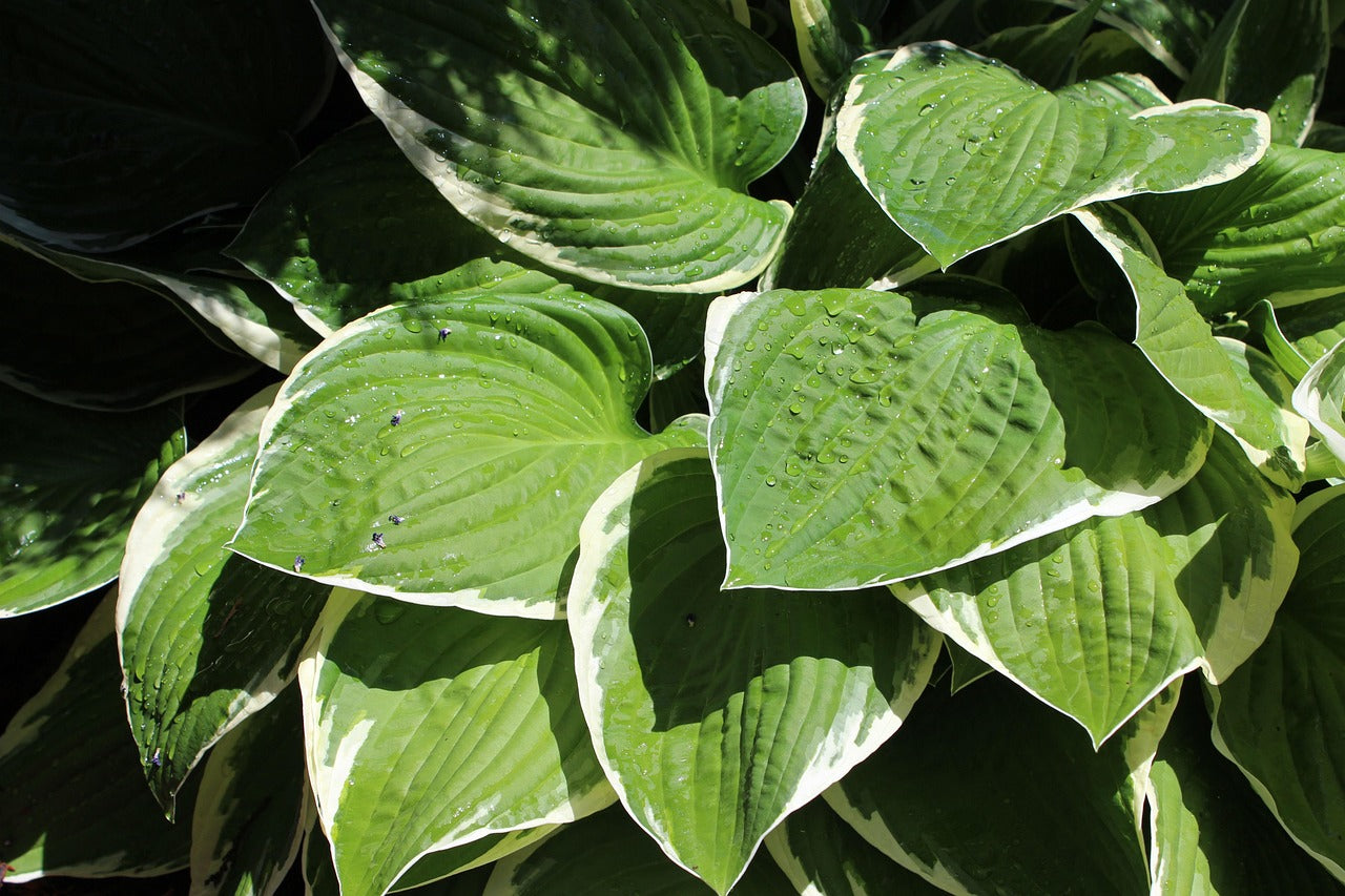 Hosta Sunshine Glory