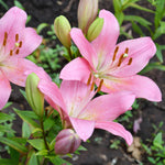 Hybrid Lily