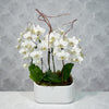 Ivory Orchid