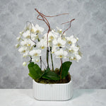 Ivory Orchid
