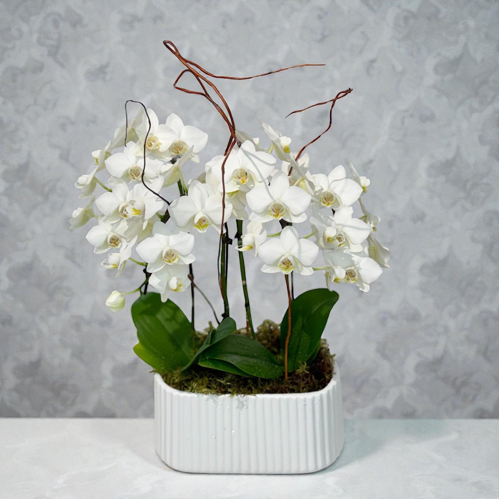 Ivory Orchid