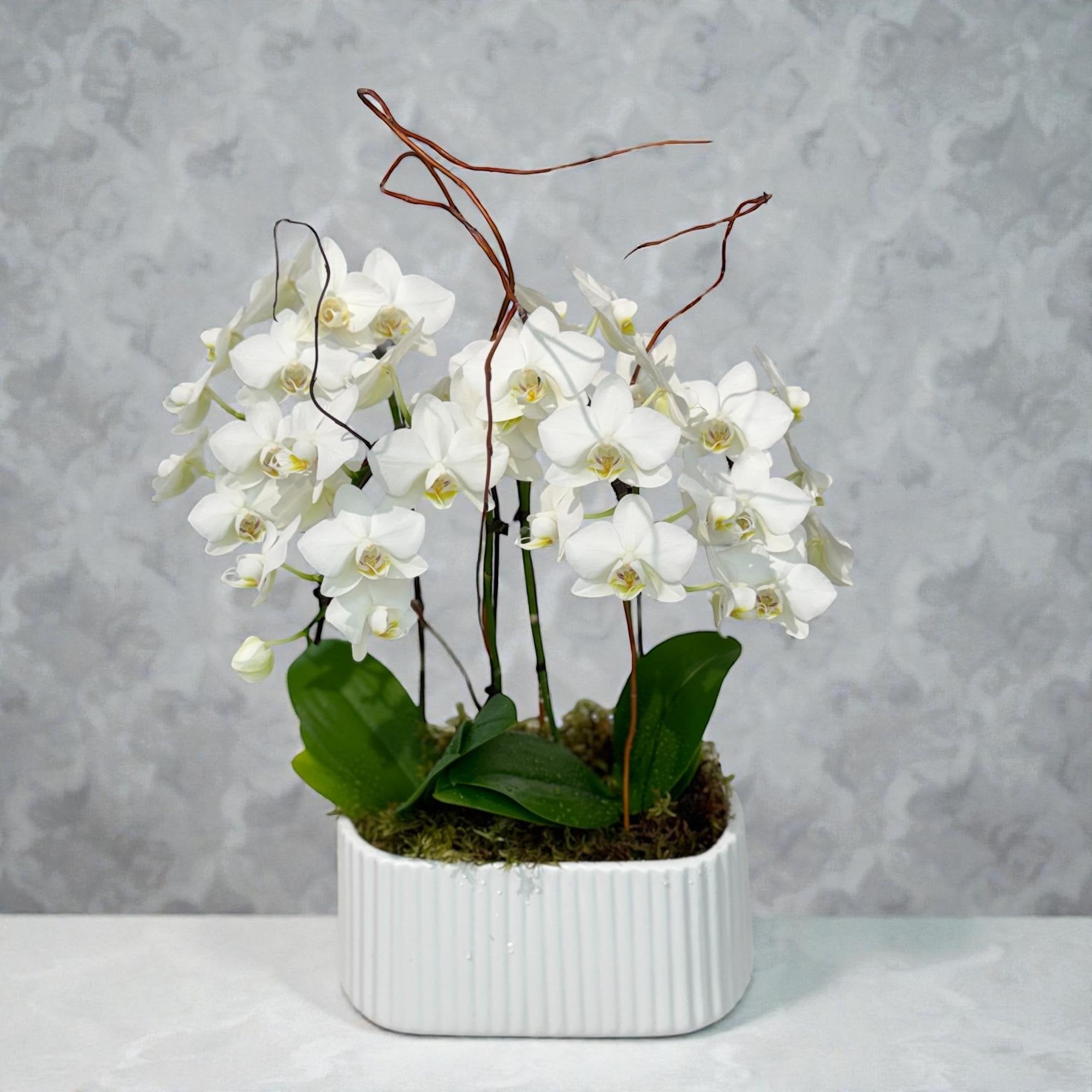 Ivory Orchid