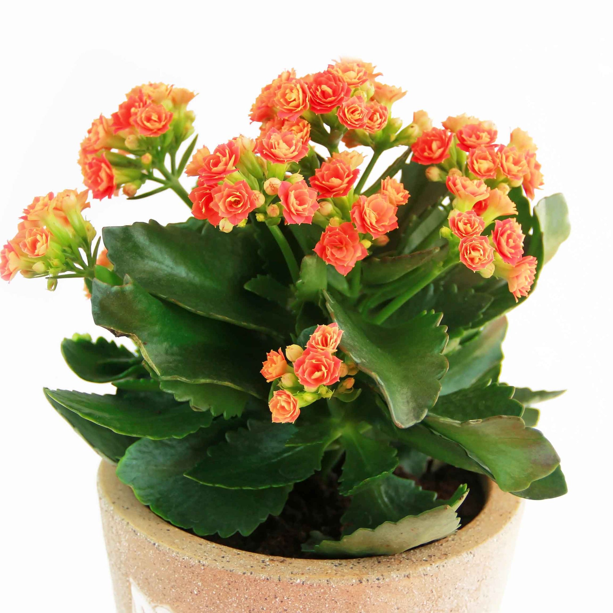 Kalanchoe-Asst