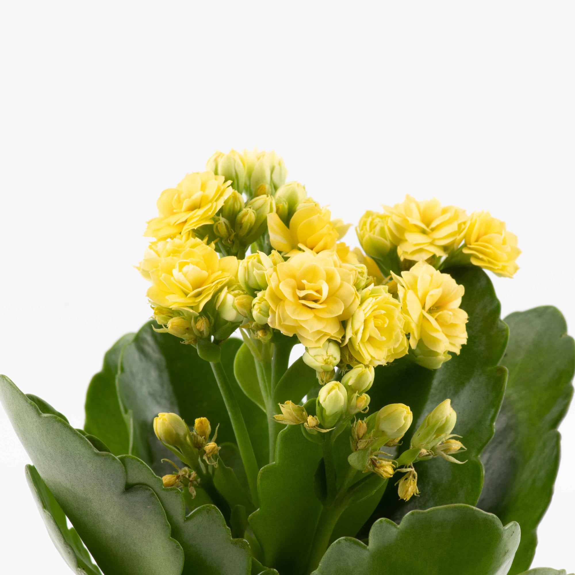 Kalanchoe-Asst