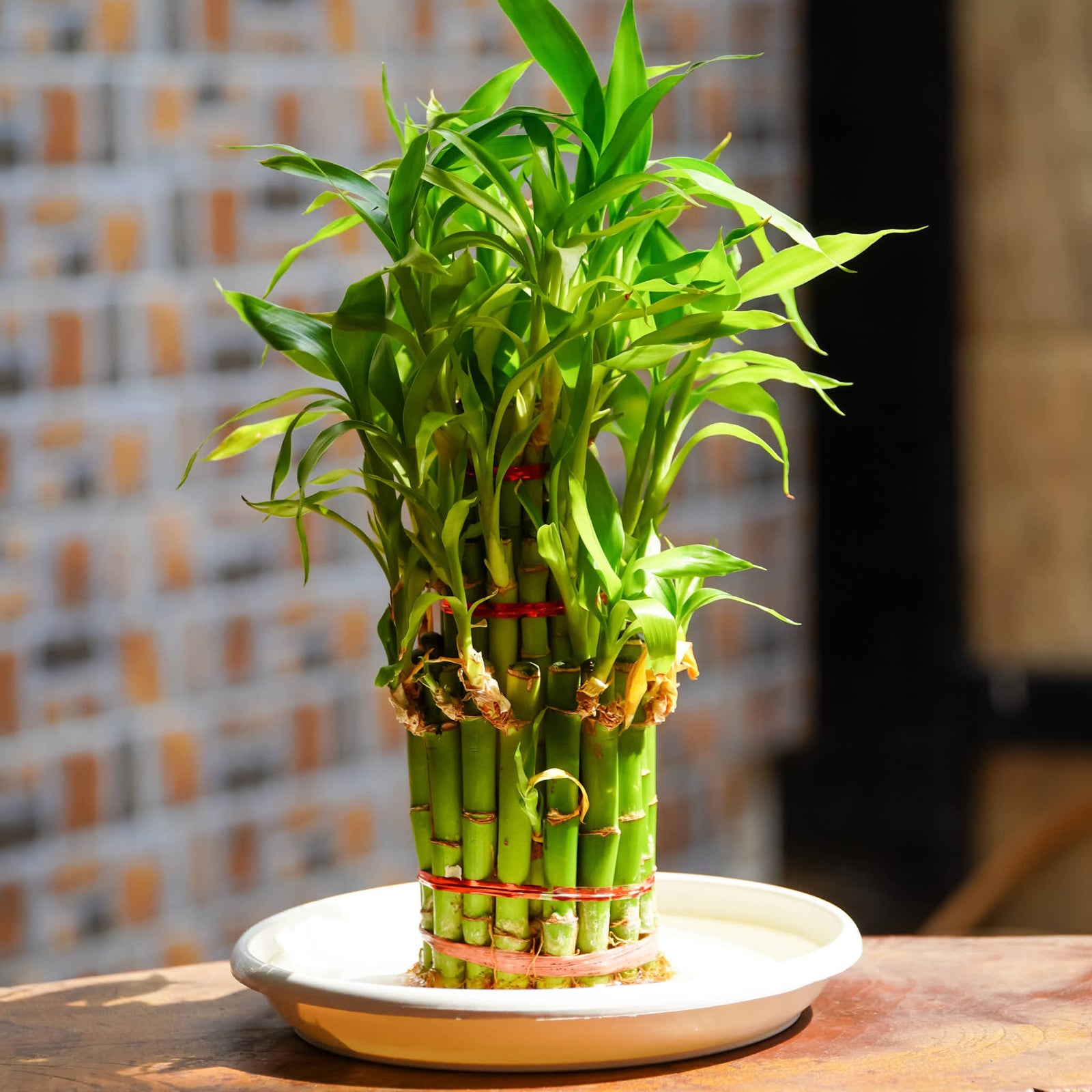 Lucky Bamboo-3 Tier