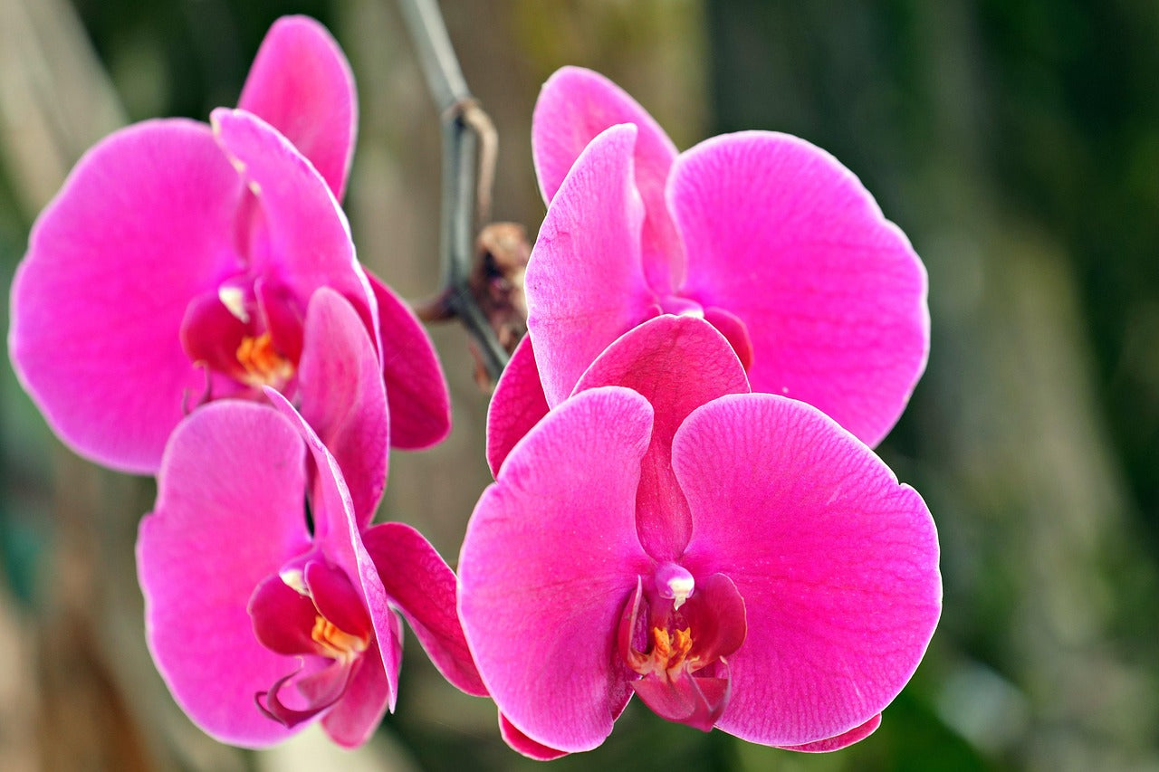 Phalaenopsis Pink w/Red centre