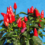 Pepper-Ornamental