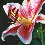 Lily Oriental