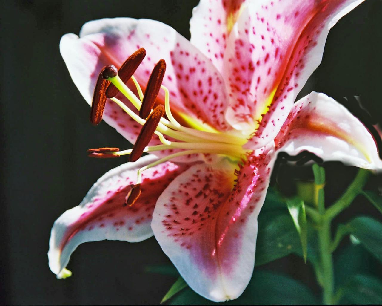 Lily Oriental