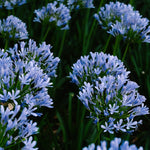 Agapanthus Africanus
