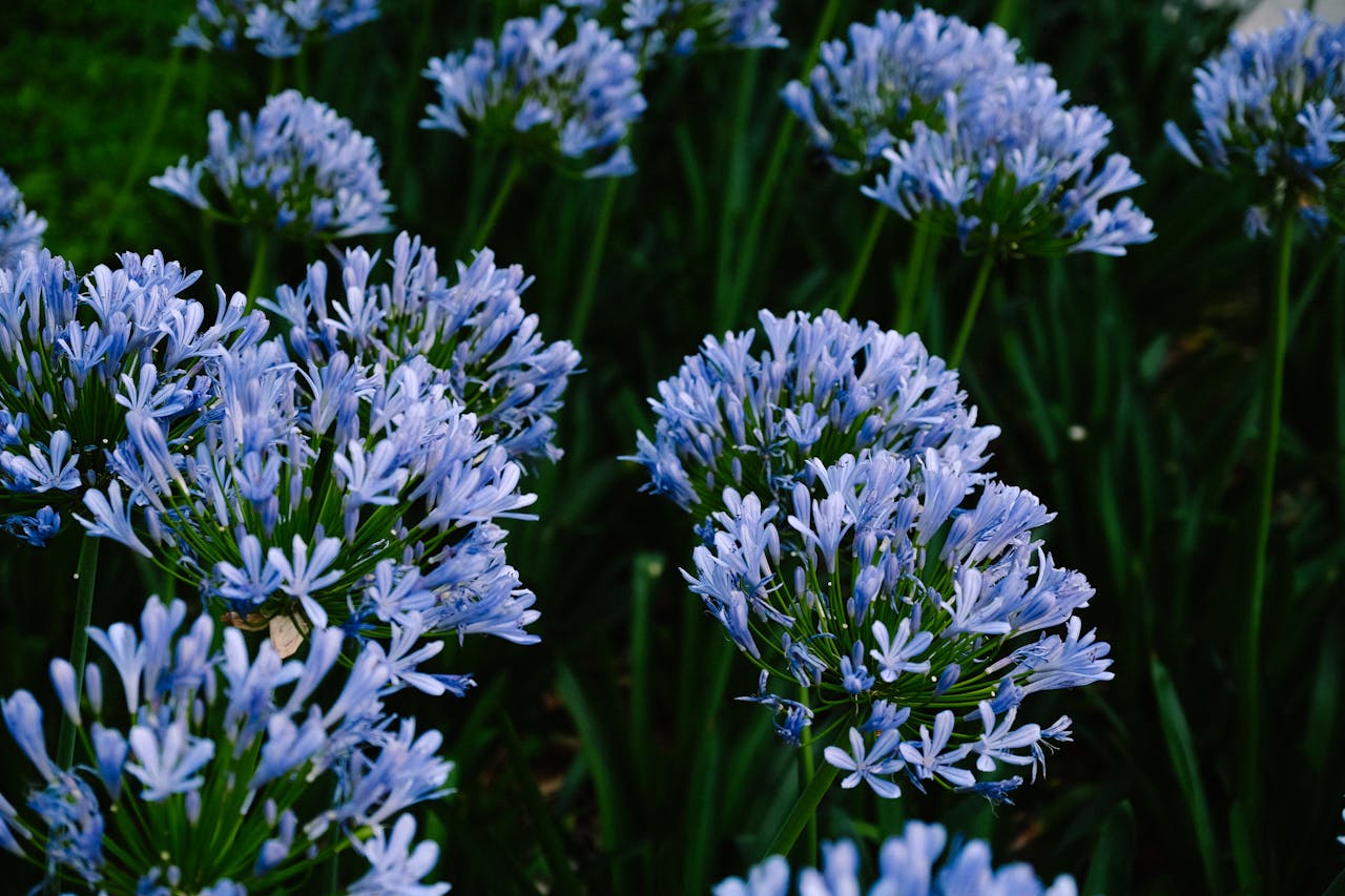 Agapanthus Africanus