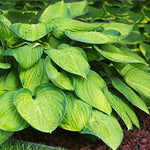 Hosta 'Guacamole'